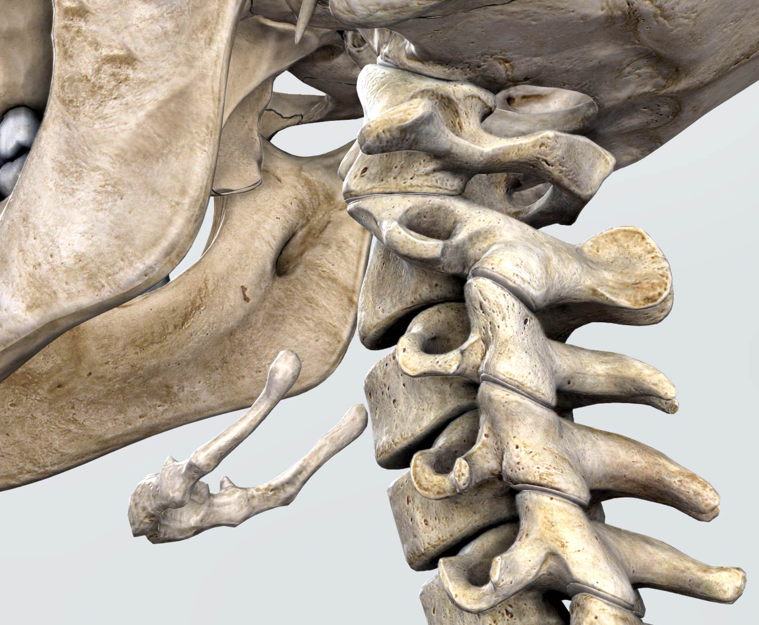 Spine, cervical area, 3D illustartion